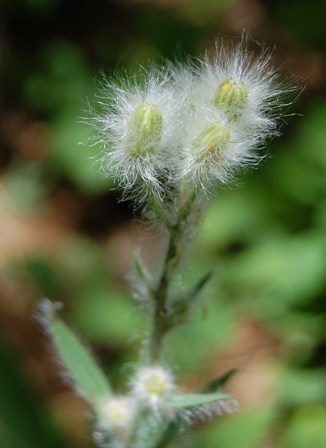 Hieracium scouleri